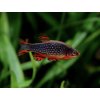 Razbora galaxy - Danio margaritatus