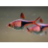 Razbora klinoškvrnná - Rasbora (Trigonostigma) heteromorpha