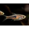 Razbora Espeho - Rasbora espei
