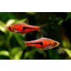 9294 razbora espeho rasbora espei
