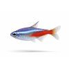 Neon Tetra v plnej kráse