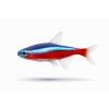 Neon tetra v swimming in color