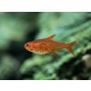 Tetra ohnivá - Hyphessobrycon amandae