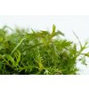 Proserpinaca palustris 'Cuba' (Delenie rastlín Tropica - 1­2­GROW! ­ Laboratórne pestované rastliny)