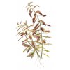Proserpinaca palustris 'Cuba' (Delenie rastlín Tropica - 1­2­GROW! ­ Laboratórne pestované rastliny)