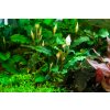 9529 2 bucephalandra pygmaea bukit kelam 1 2 grow