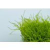 Leptodictyum riparium (Delenie rastlín Tropica - 1­2­GROW! ­ Laboratórne pestované rastliny)