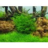 Leptodictyum riparium (Delenie rastlín Tropica - 1­2­GROW! ­ Laboratórne pestované rastliny)