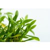 Cryptocoryne parva (Delenie rastlín Tropica - 1­2­GROW! ­ Laboratórne pestované rastliny)