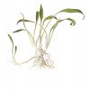 Cryptocoryne parva (Delenie rastlín Tropica - 1­2­GROW! ­ Laboratórne pestované rastliny)
