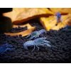 Rak Cambarellus / Patzcuarensis blue
