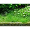 Eleocharis acicularis (Delenie rastlín Tropica - 1­2­GROW! ­ Laboratórne pestované rastliny)