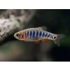 Razbora Barmská - Danio erythromicron