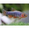Razbora Barmská - Danio erythromicron