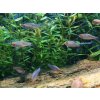 Razbora Barmská - Danio erythromicron