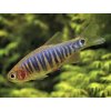 Razbora Barmská - Danio erythromicron