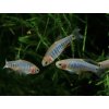 Razbora Barmská - Danio erythromicron