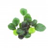 Anubias barteri ’Coin Leaf’ (Delenie rastlín Tropica - Košík)