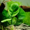 Anubias barteri ’Coin Leaf’ (Delenie rastlín Tropica - Košík)