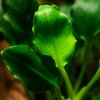 Anubias barteri var. nana ’Kirin’ (Delenie rastlín Tropica - Košík)