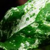 Anubias barteri var. nana ’Pinto’ (Delenie rastlín Tropica - Košík)