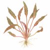 9849 cryptocoryne nurii