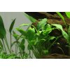 Schismatoglottis prietoi (Delenie rastlín Tropica - 1­2­GROW! ­ Laboratórne pestované rastliny)