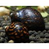 Slimák Neritina sp. variegata - Batik snail