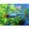Razbora Sawbwa – Rasbora Sawbwa