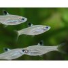 Razbora Okoškvrnná – Rasbora dorsiocellata