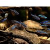Neónka Modrá – Paracheirodon Simulans