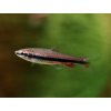 Drobnoústka Pruhovaná – Nannostomus Beckfordi