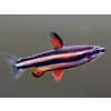 Drobnoústka Trpasličia – Nannostomus marginatus