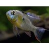 Cichlidka Bolivijská – Papiliochromis Altispinosa