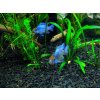 Ramirezka Modrá – Papiliochromis ramirezi / electric blue