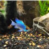 Ramirezka Modrá – Papiliochromis ramirezi / electric blue