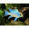 Ramirezka Modrá – Papiliochromis ramirezi / electric blue