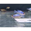 Ramirezka Modrá – Papiliochromis ramirezi / electric blue