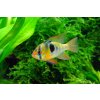 butterfly cichlid 379074 1280