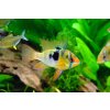 butterfly cichlid 385393 1280