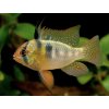 Ramirezka– Papiliochromis ramirezi / original