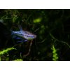 Gurama / Vrčivka Trpasličia – Trichopsis Pumila