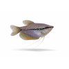 Perlový gourami v detailnom zábere