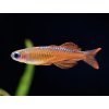 Dúhovka Red Neon - Pseudomugil / sp. red neon