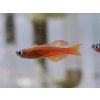 Dúhovka Red Neon - Pseudomugil / sp. red neon