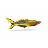 Neónová rasbora na bielom pozadí