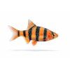 Rybka Tiger Barb na bielom pozadí