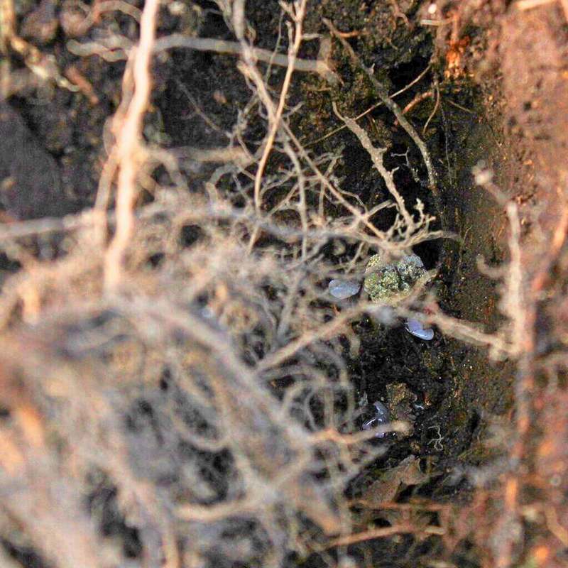 Gentle care for the roots