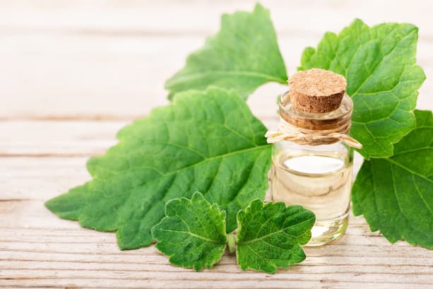 Pačuli - jak voní a parfémy s pačuli