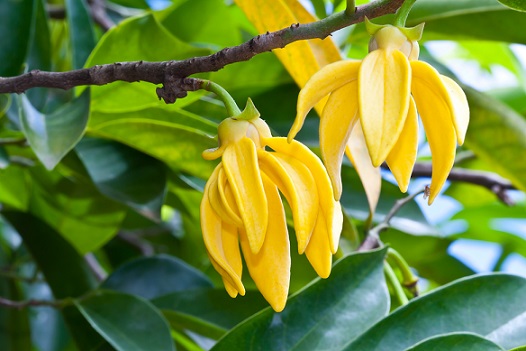 Ylang-Ylang